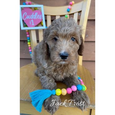 F1b Goldendoodle Puppy