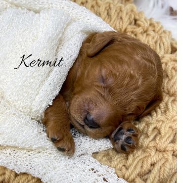 F1bb Goldendoodle puppy