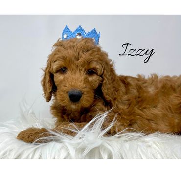 F1b Labradoodle Puppy