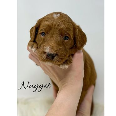 Mini Goldendoodle