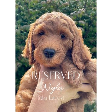 F1b Goldendoodle Puppy