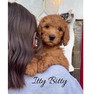 F1b Labradoodle Puppy