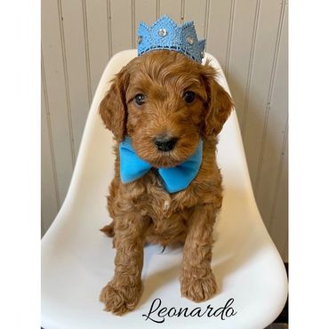 F1b Goldendoodle Puppy