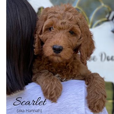 F1b Goldendoodle Puppy