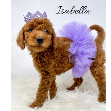 F1b Labradoodle Puppy