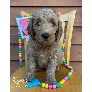 F1b Goldendoodle Puppy