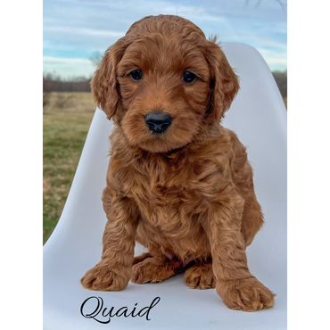 Mini Labradoodle Puppy