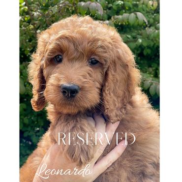 F1b Goldendoodle Puppy