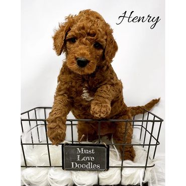 F1b Goldendoodle Puppy