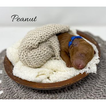 Mini Goldendoodle