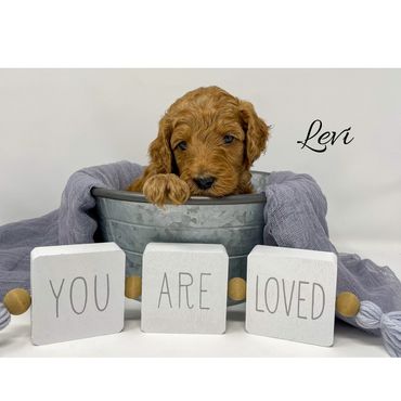 F1b Goldendoodle Puppy