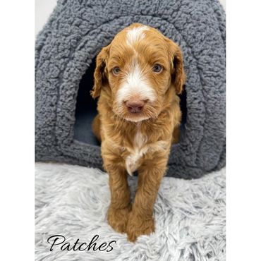 Mini Goldendoodle