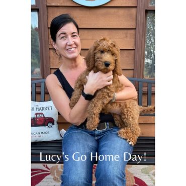 F1b Labradoodle Puppy