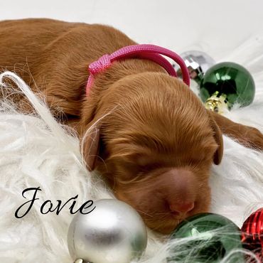 F1b Goldendoodle Puppy