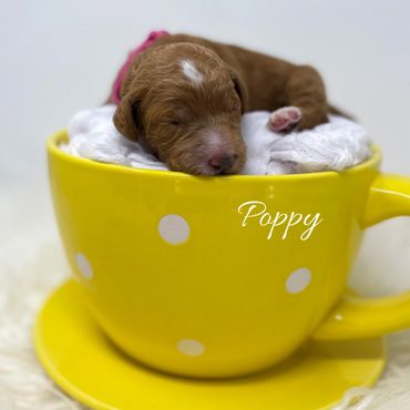 Mini Goldendoodle