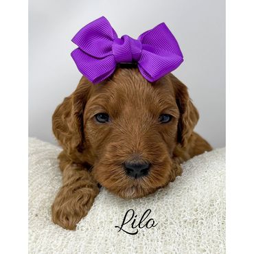 F1b Goldendoodle Puppy