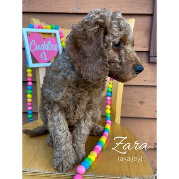 F1b Goldendoodle Puppy