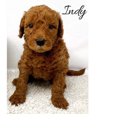 F1b Labradoodle Puppy