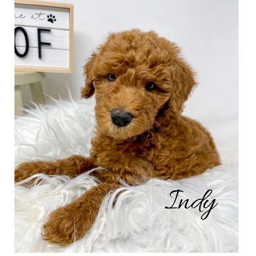 F1b Labradoodle Puppy