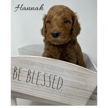 F1b Goldendoodle Puppy
