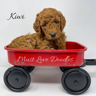 F1bb Goldendoodle puppy