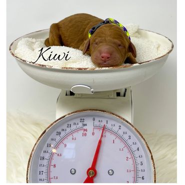 F1bb Goldendoodle puppy