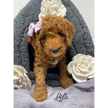 F1b Goldendoodle Puppy