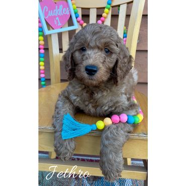 F1b Goldendoodle Puppy