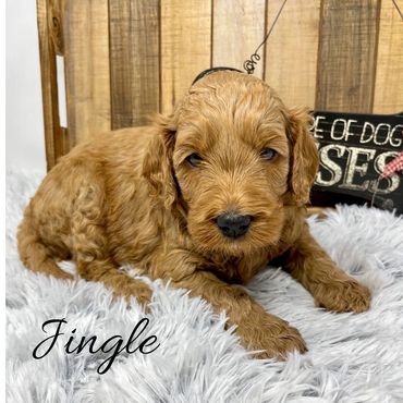 F1b Goldendoodle Puppy