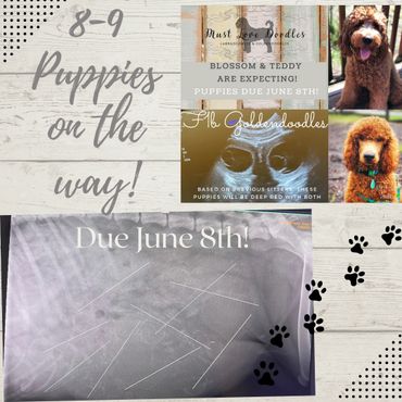 F1b Goldendoodle Puppies