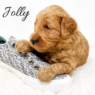 F1b Goldendoodle Puppy