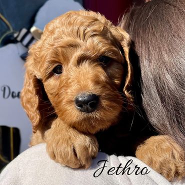 F1b Goldendoodle Puppy