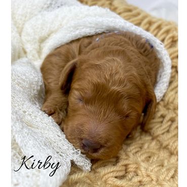 F1bb Goldendoodle puppy