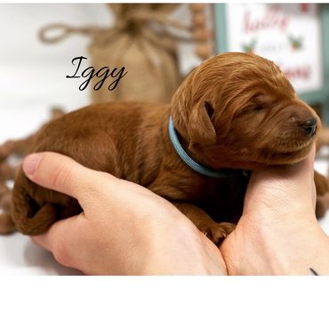 F1b Labradoodle Puppy