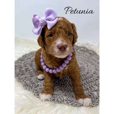 Mini Goldendoodle