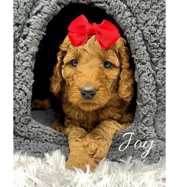 F1b Goldendoodle Puppy