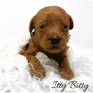 F1b Labradoodle Puppy