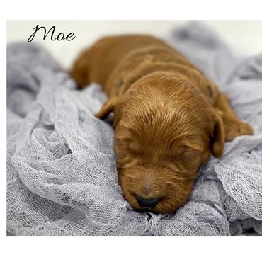 F1b Labradoodle puppy
