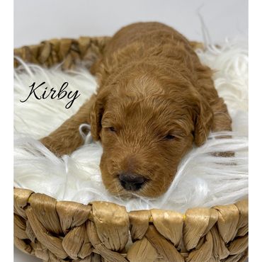 F1bb Goldendoodle puppy