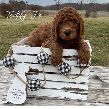 F1b Goldendoodle Puppy