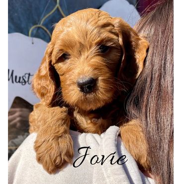 F1b Goldendoodle Puppy