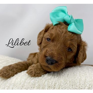 F1b Goldendoodle Puppy