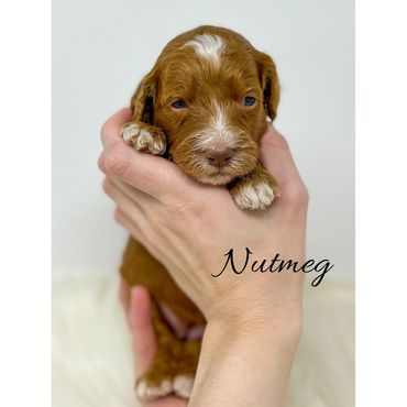 Mini Goldendoodle