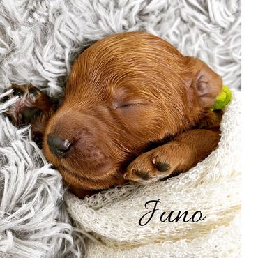 F1b Goldendoodle Puppy