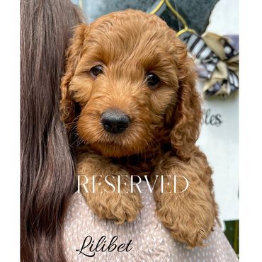 F1b Goldendoodle Puppy