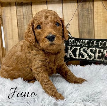 F1b Goldendoodle Puppy