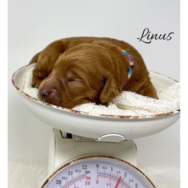 F1b Goldendoodle Puppy