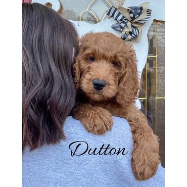 F1b Labradoodle Puppy