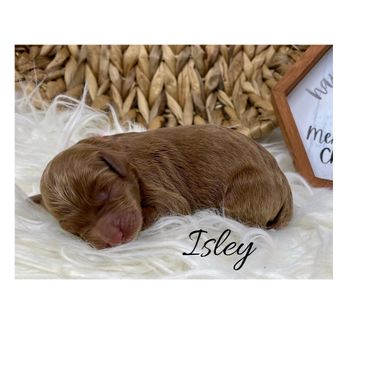 F1b Labradoodle Puppy