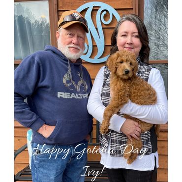 F1b Labradoodle Puppy